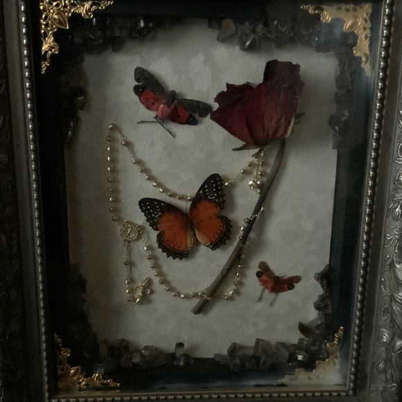 Custom Framed real butterfly and leaf hoppers/lantern bugs - Picture 2 of 2